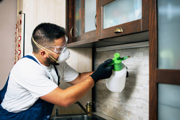 Best Flea Control Services  in Beeville, TX