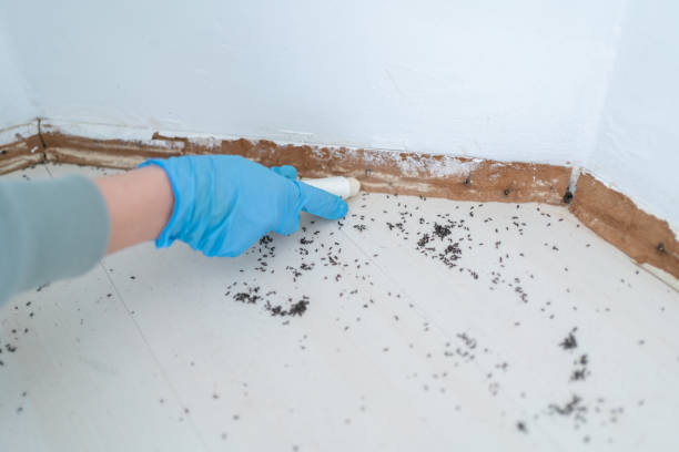 Best Mosquito Control Services  in Beeville, TX
